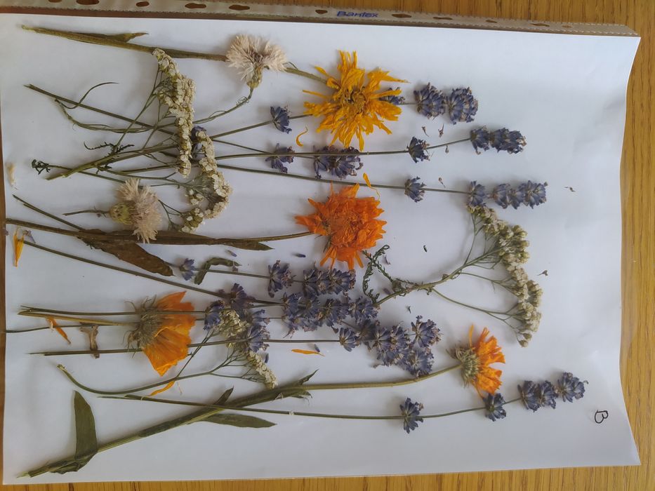 Suszone kwiaty trawy DIY