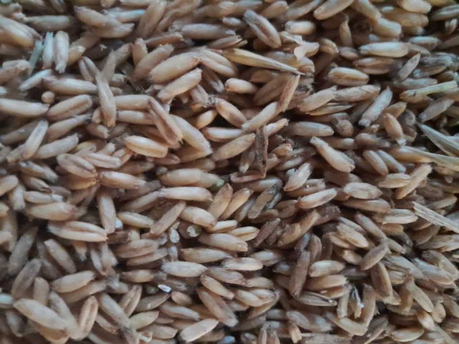 Owies bezłuskowy sprzedam