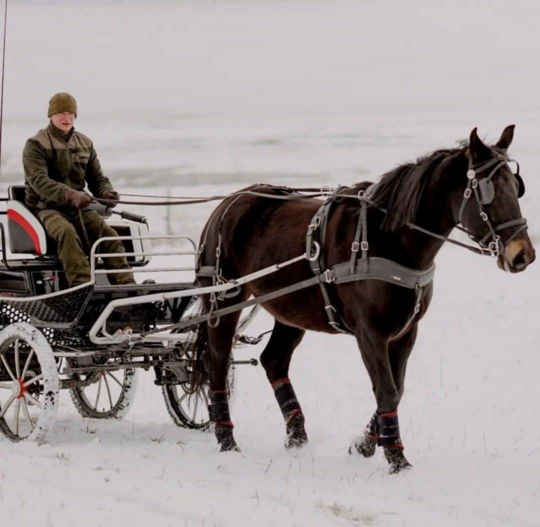 Klacz śląska w nowym typie