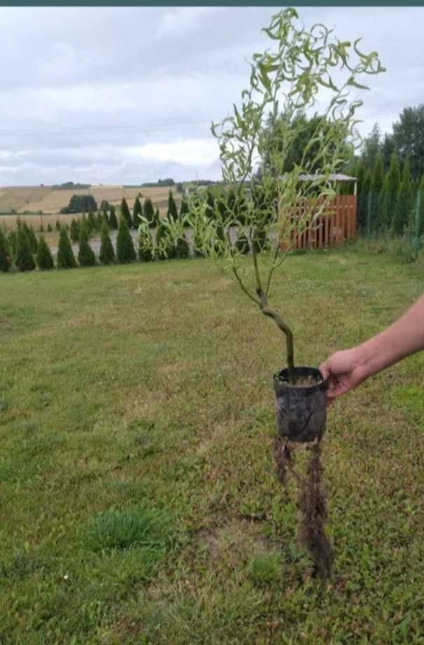 Sprzedam sadzonki wierzby kręconej . Wierzba.