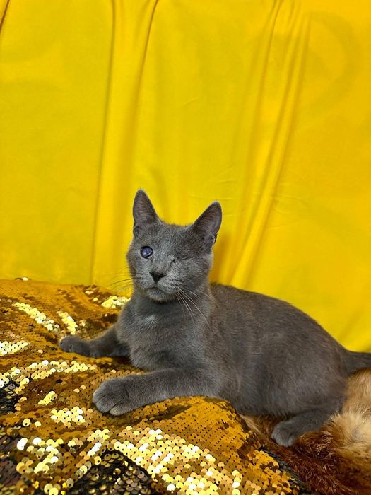 Пепельный котенок