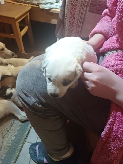 Щенята лабрадора і вівчарки в добрі руки