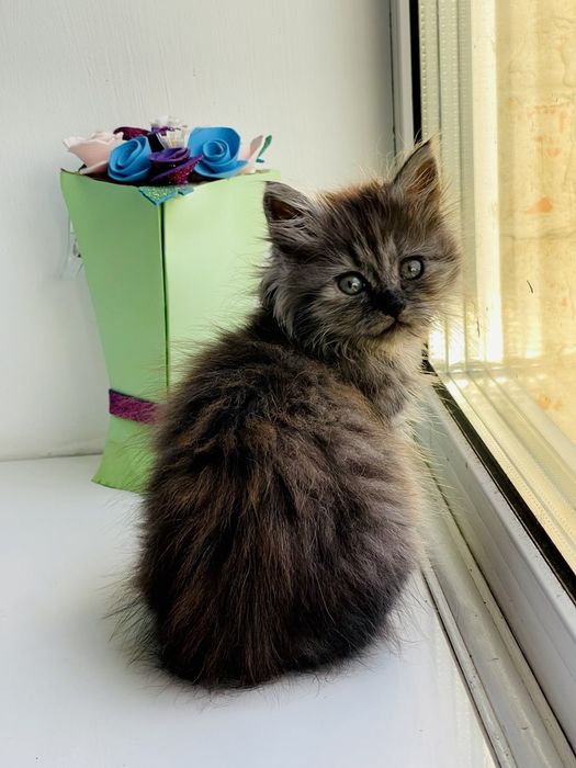 Віддам в добрі руки кошенят