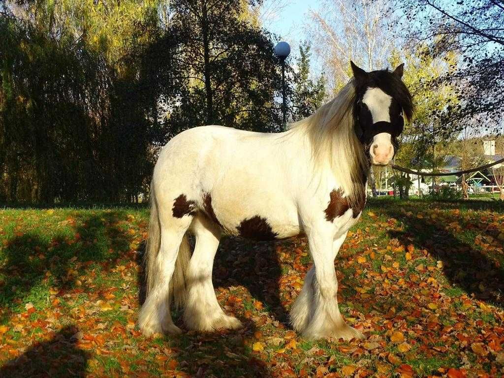 Sprzedam kuca Irish Cob