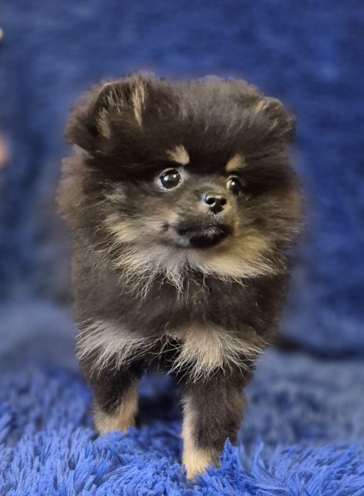 Счастье на подушечку, прекрасная померанка