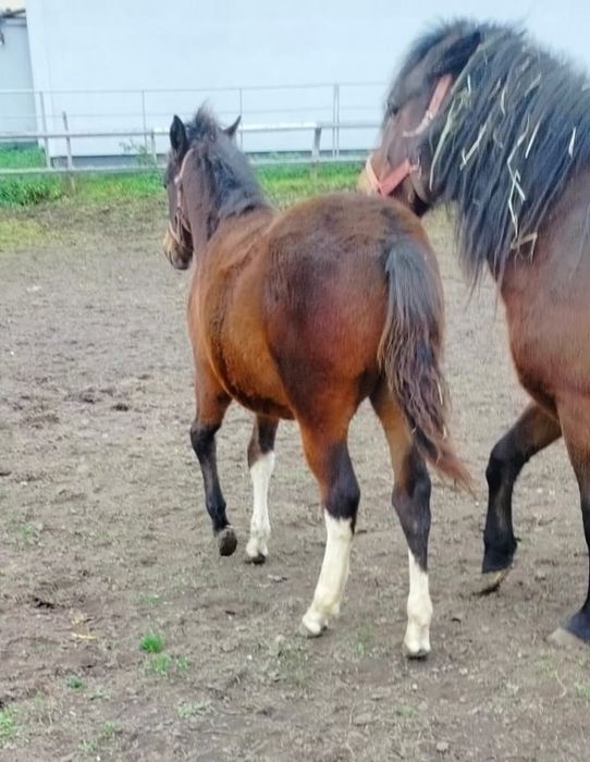 Źrebak koń Ogier Rasowy Hucuł rasa huculska