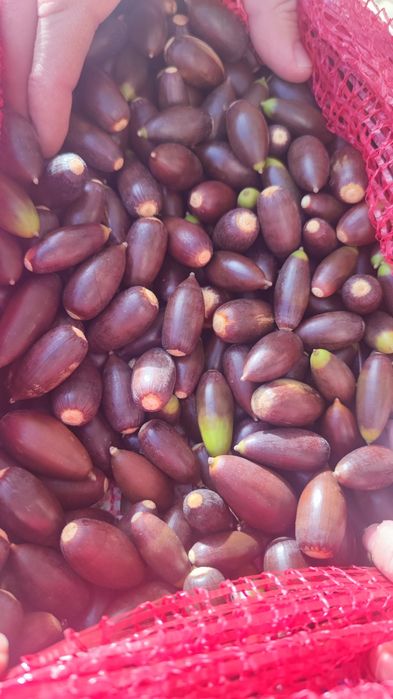 Bolotas docinhas azinheira