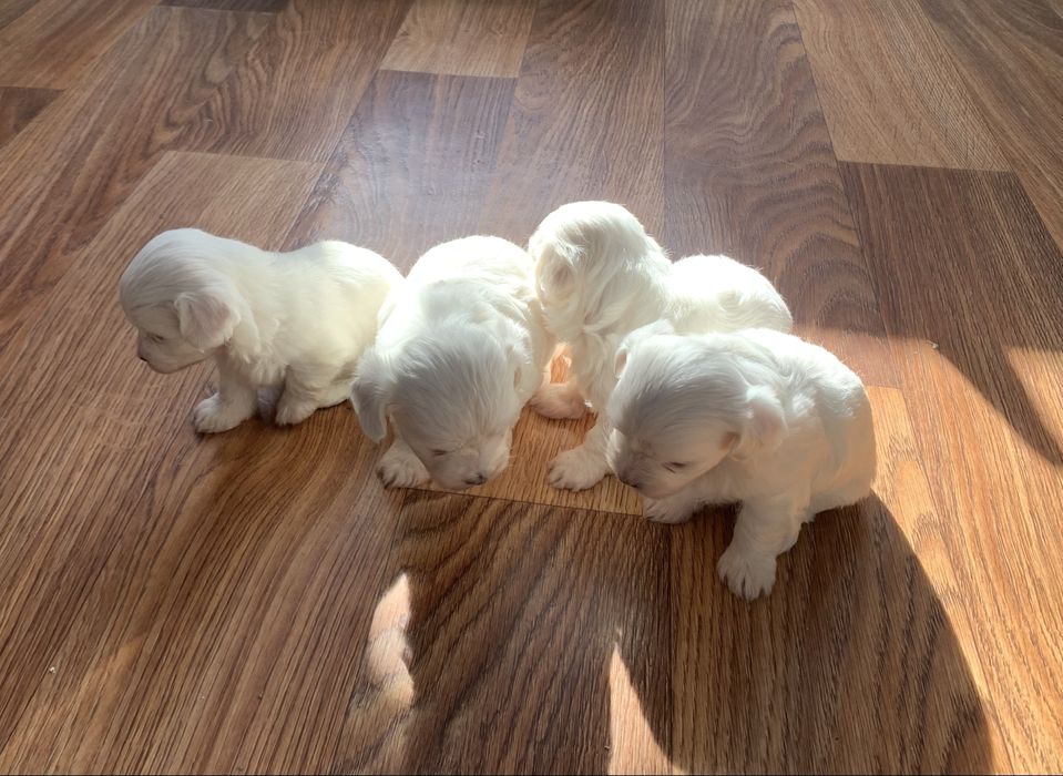 Мальтійська болонка мальтезе цуценята