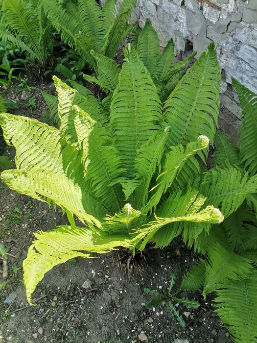 Продається папоротник.