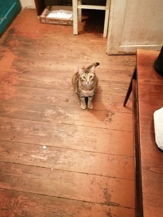 2 киці з зони бойових дій