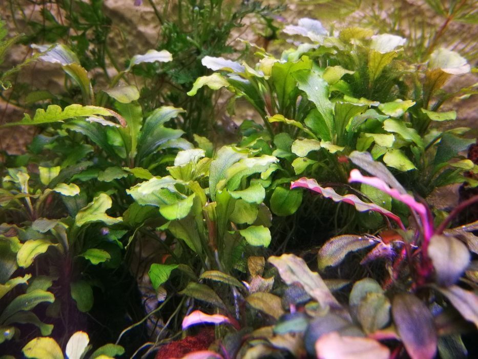 Bucephalandra sadzonki