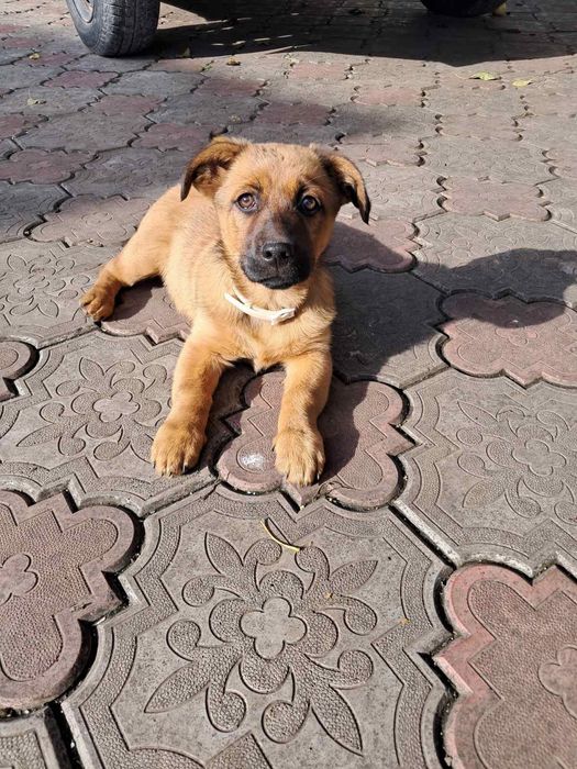 Собака в добрі руки