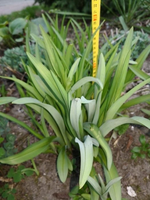 Liliowiec, liliowce kwiaty