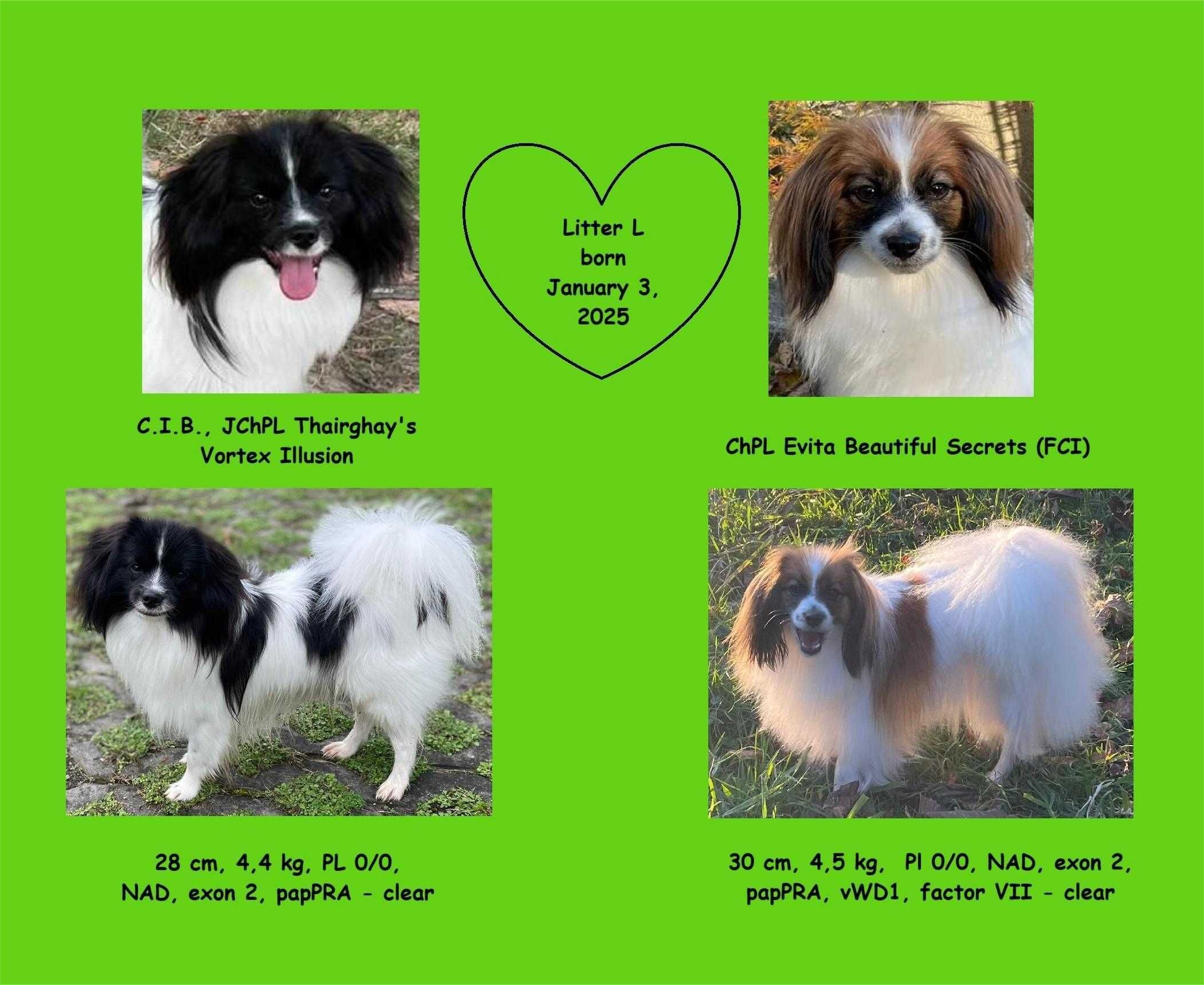 Spaniel kontynentalny, phalene nie papillon, ZKwP, FCI, suczka