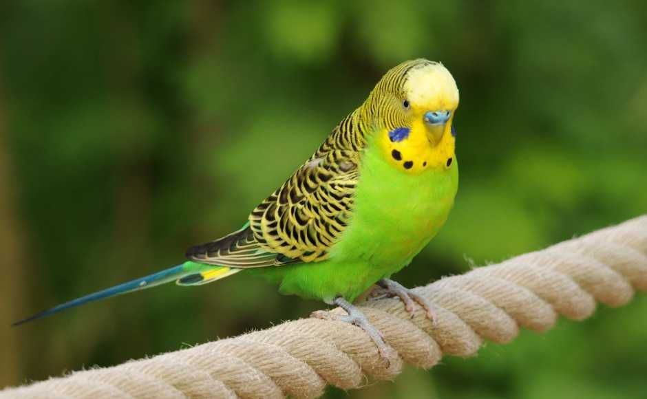 ZNALEZIONO Papuga falista w okolicy Zalewu Nowohuckiego w Krakowie