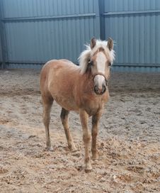 Klacz haflinger.