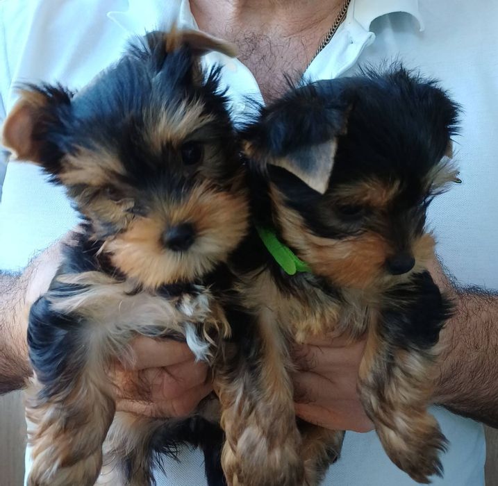 Йорочки куколки !