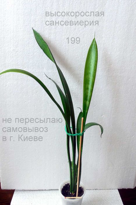 продаются аубрутиана среднерослая и высокорослая сансевиерии