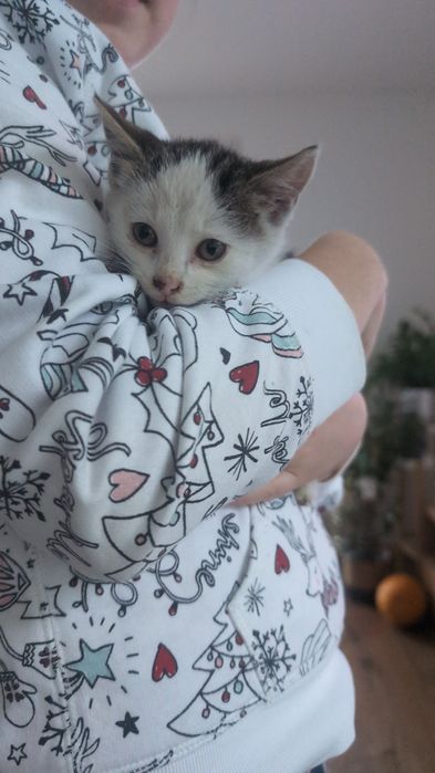 Kotki znalezione na drodze