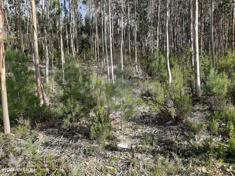Terreno  para venda