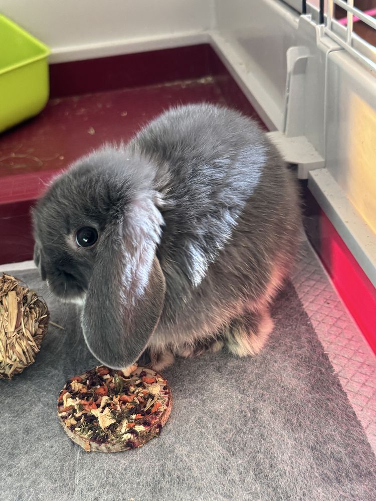 PILNIE Sprzedam młodego Króliczka Mini LOP z kompletnym wyposażeniem