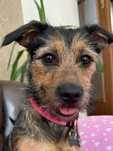 Frida - młodziutka suczka do adopcji!