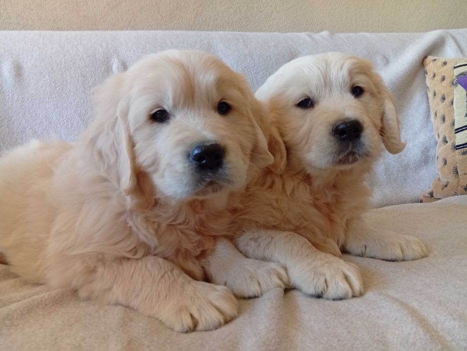 Szczenię golden retriever do odbioru samiec