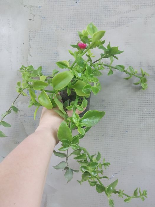 Аптения, Буссенгольция Анредера , Плектрантус, Аспарагус