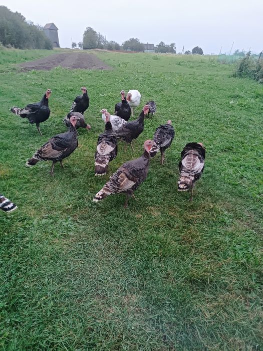 Продам молоді індики