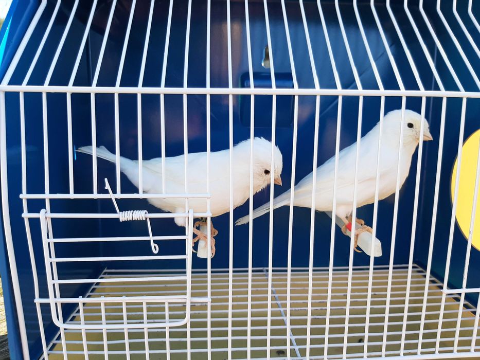 Canários brancos recessivo amarelos intensivos nevados mosaico gloster