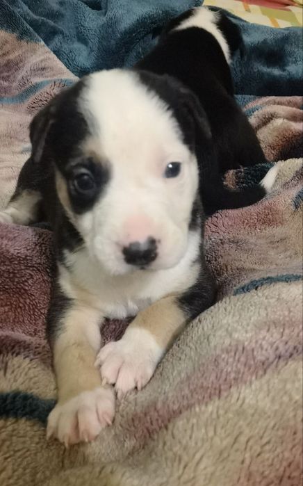 Отдам даром щенков