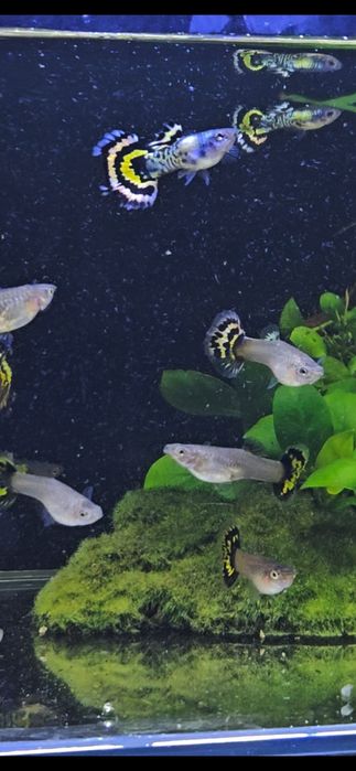 Gupik Yellow Tiger Mosaic