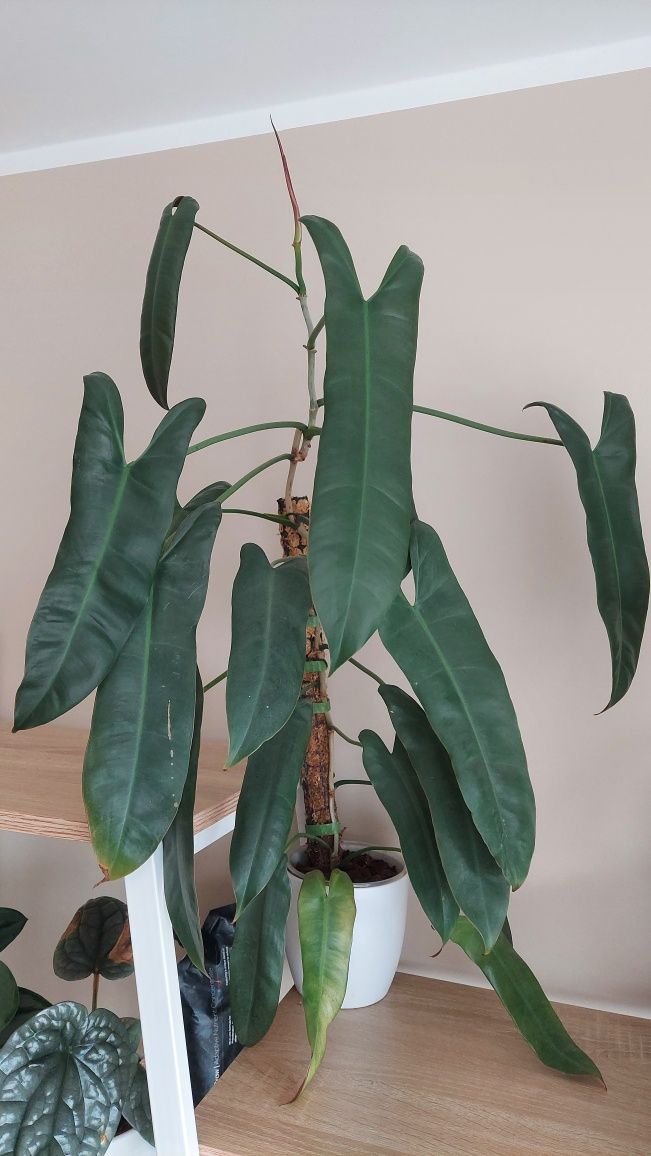 Philodendron atabapoense
