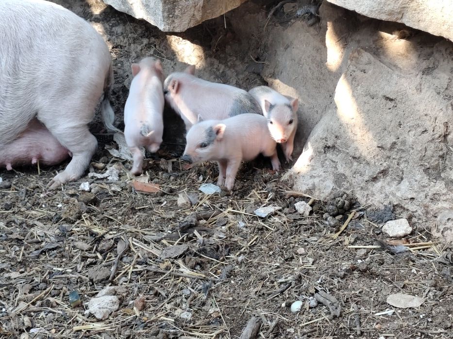 Mini pigs filhos de mãe branca e pai castanho