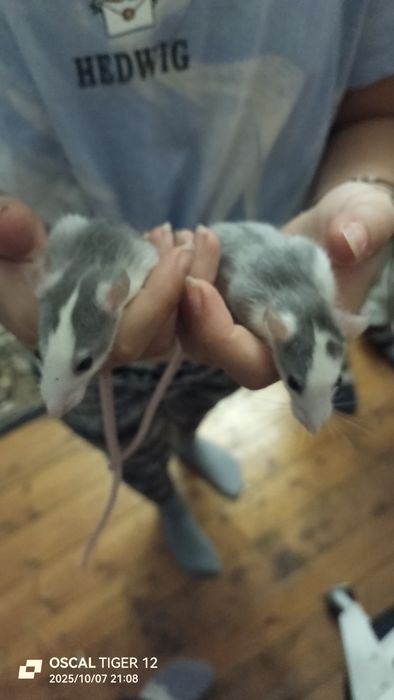 Гризуни джамбо, пацюки