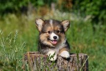 Девочка вельш корги пемброк флаффи