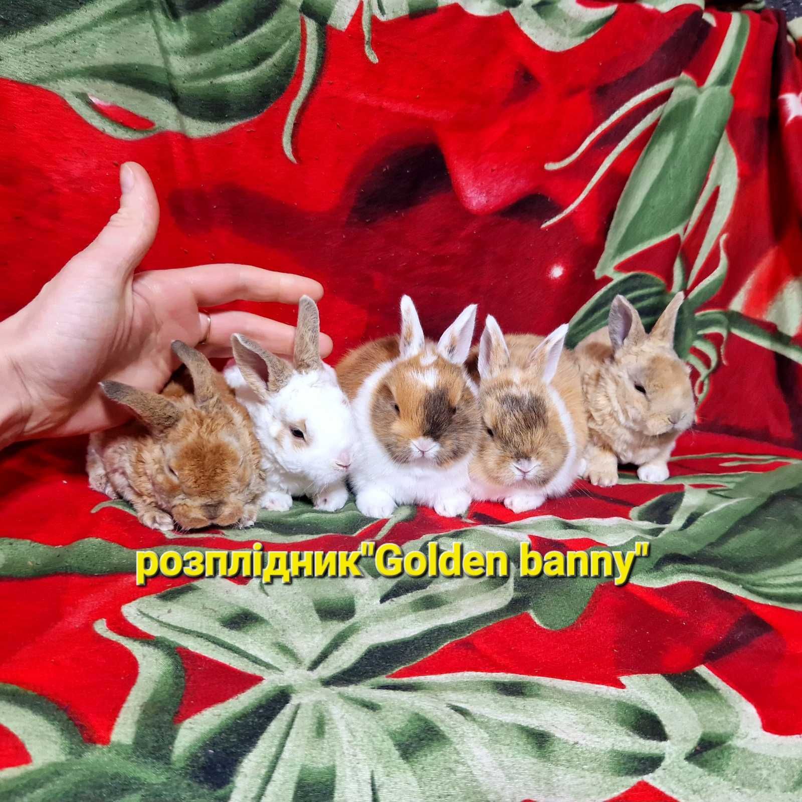 Нидерландские кролики,карликові малюки,доступний виводок,рексики