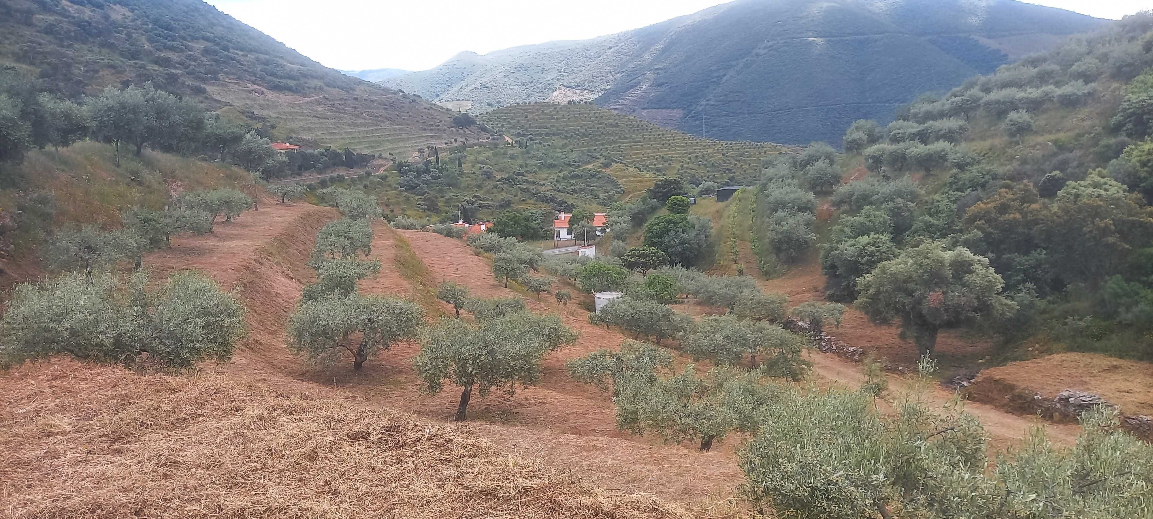 Terreno Rustico com olival em Coleja, Carrazeda de Ansiães