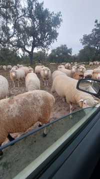 Rebanho Ovelhas Cruzadas Merino