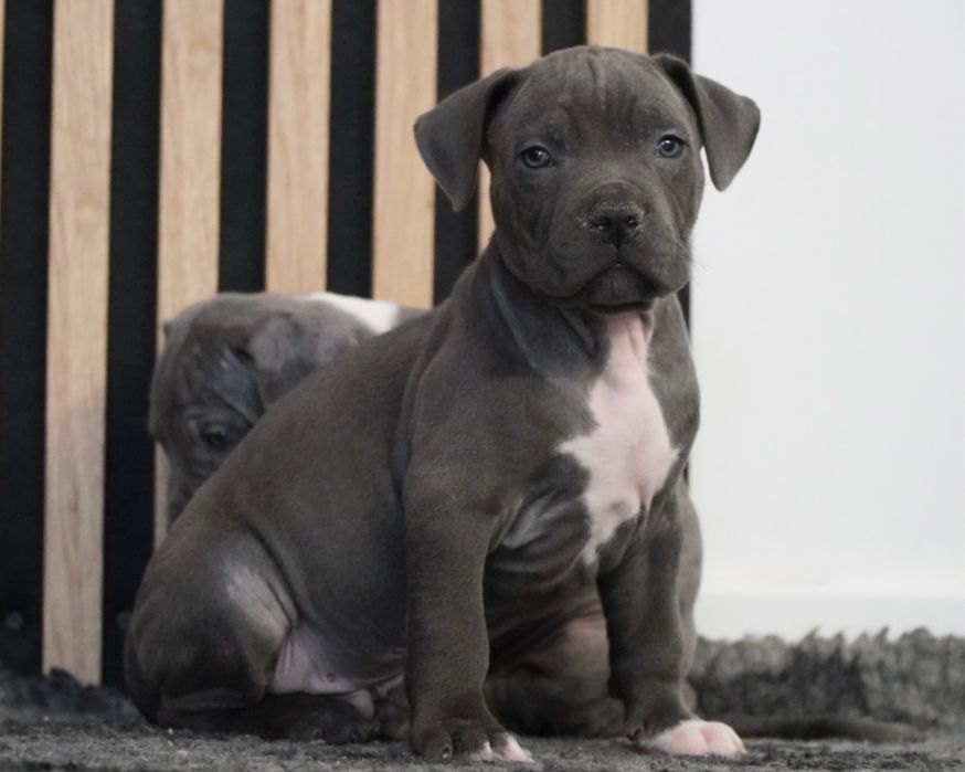 American Staffordshire Terrier blue