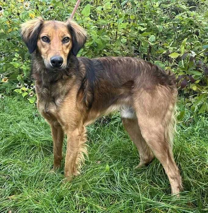 Bursztyn- delikatny pies w typie charta