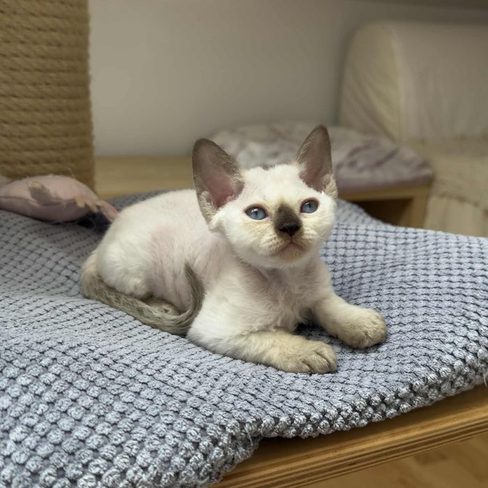 Kociak rasy Devon Rex