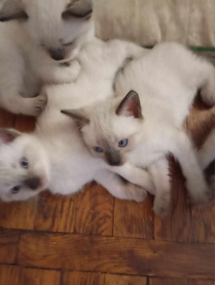 Сіамські котики..