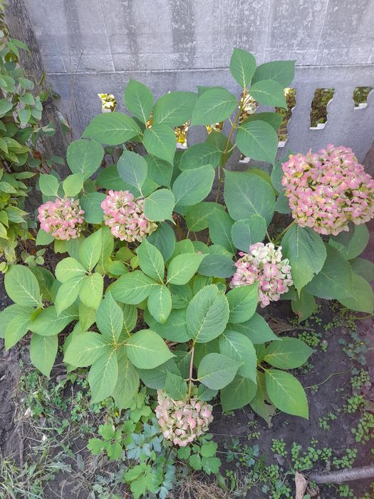 Гортензия розовая садовая