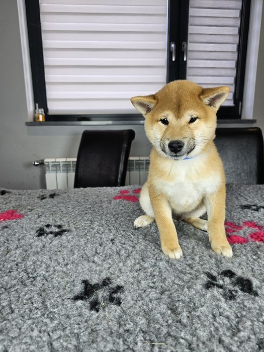 Shiba inu szczenię ZKWP FCI doskonały rodowód