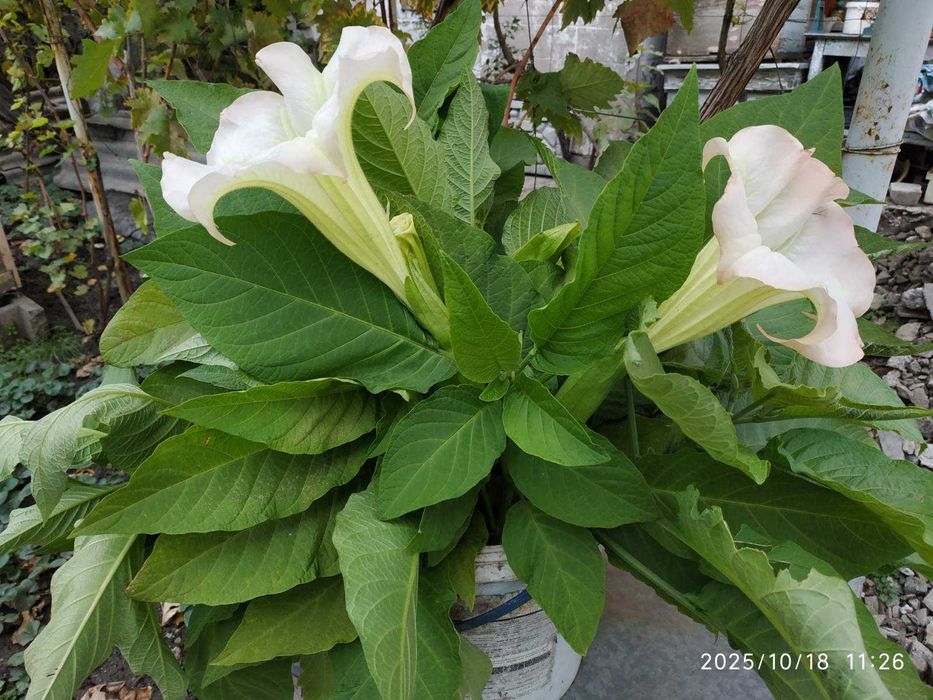 Бругмансія, саджанці.