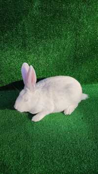 Królik króliki termondzkii biały samica