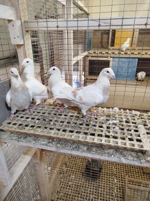 Птахи декоративні