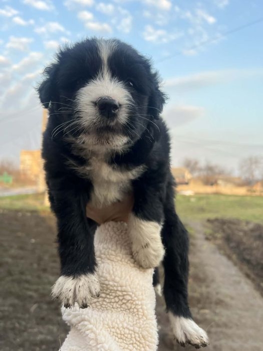 Собачки, цуценята