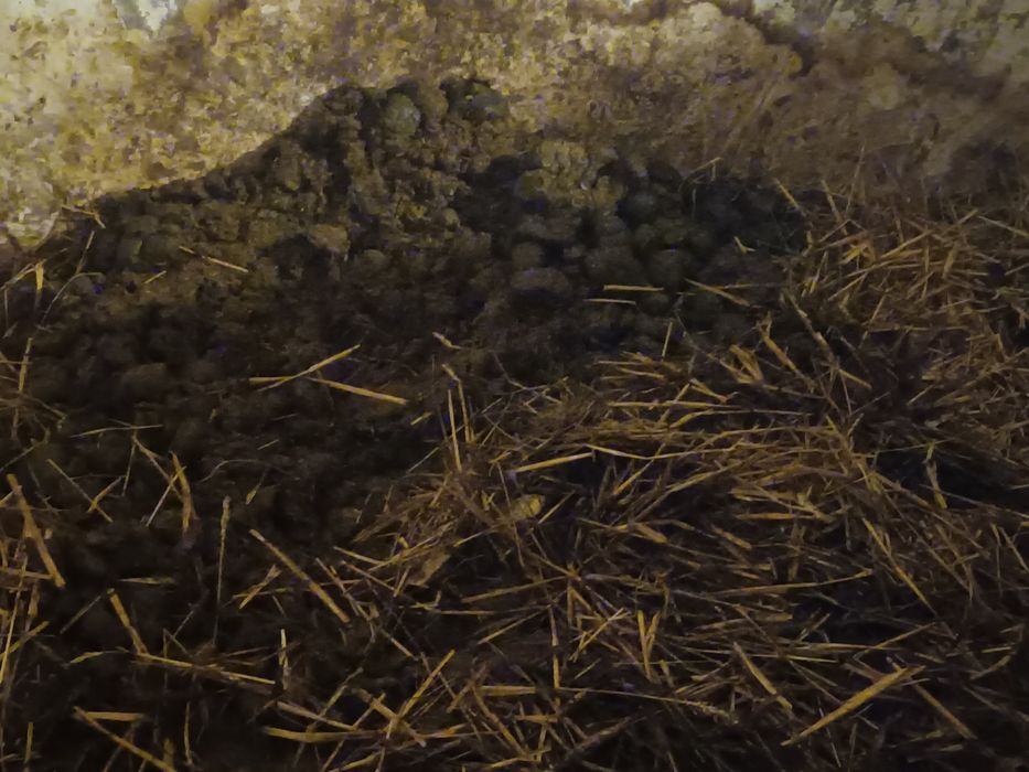 Obornik Konski oddam